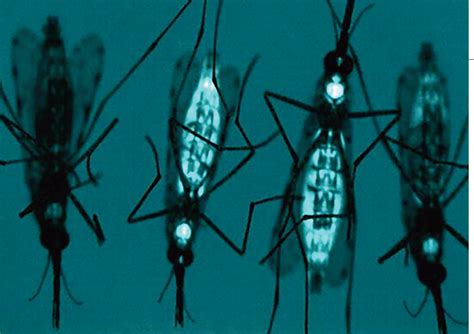 Gene Drive Turns Mosquitoes Into Malaria Fighters Science