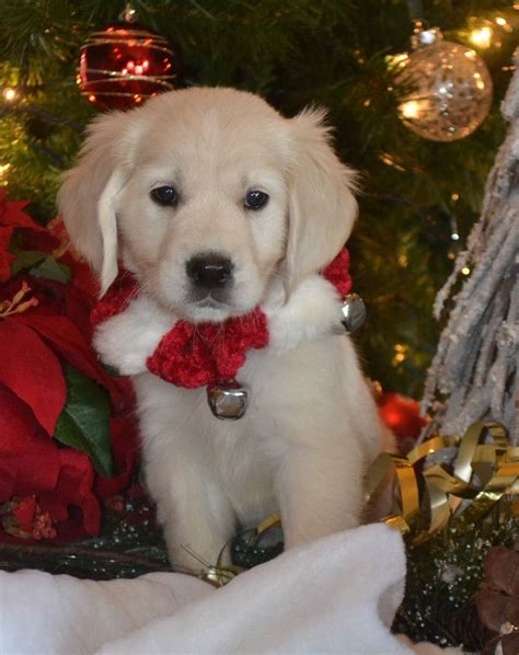 Charming golden retriever puppies for sale for £540 each. 404 (Page Not Found) Error - Ever feel like you're in the wrong place? | Christmas dog ...