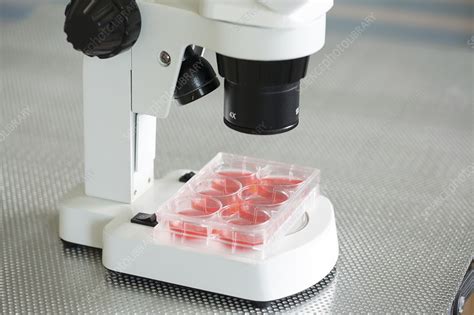 Cell Cultures Under Microscope Stock Image F0214118 Science