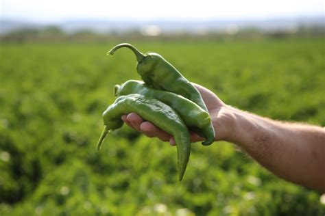 The Ultimate Guide To Hatch Chiles Real Food Mostly Plants