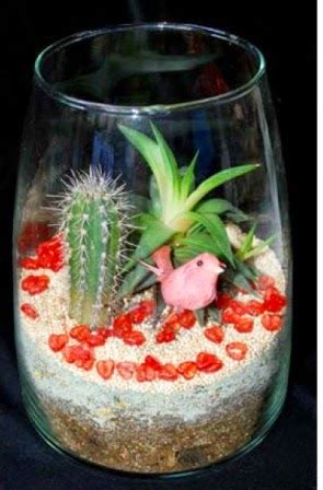 Cara merawat kaktus perlu trik khusus. Tips merawat kaktus hias agar tumbuh cantik