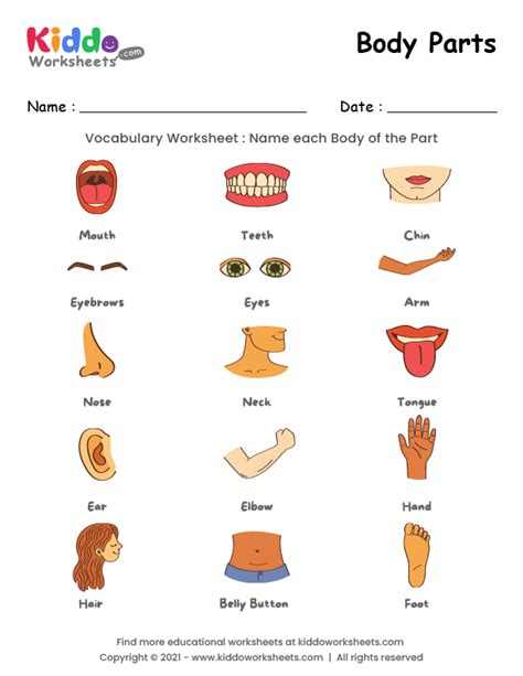 Free Printable Body Parts Worksheet Worksheet Kiddoworksheets