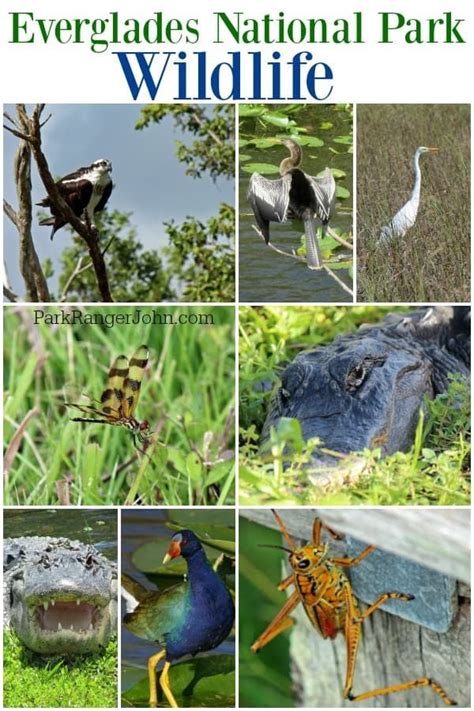 Both the tortoise and its burrow are protected under state law. Everglades National Park Wildlife in Florida! What animals ...
