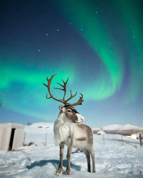 Norway Norge Travel On Instagram Our Reindeer Reinolf Says Hi And