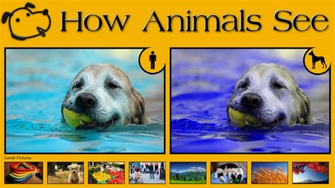 Dog Vision Compared To Human Vision Pixshark Com Coloring Wallpapers Download Free Images Wallpaper [coloring876.blogspot.com]