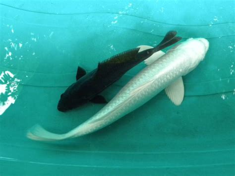 8 Long Fin Black Butterfly Koi Fish Shipping Within Canada