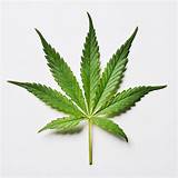 Photos of Marijuana Leaf