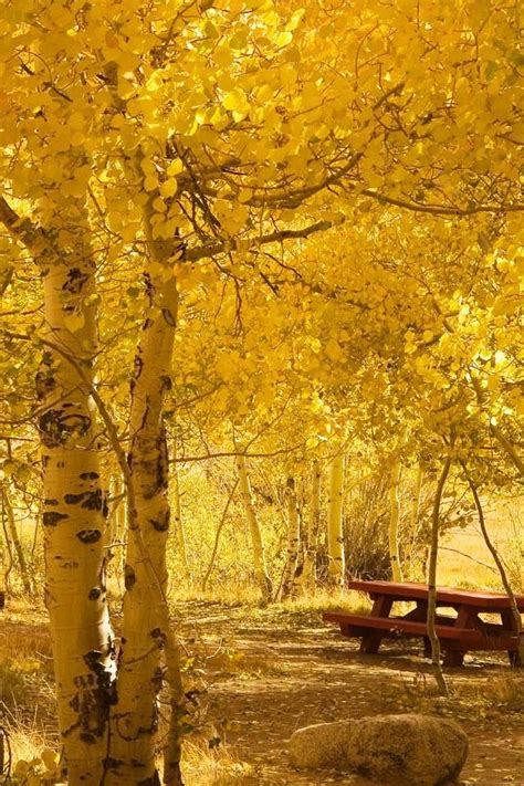Autumn Maple Trees Yellow Wallpaper Autumn Scenery Fall Wallpaper