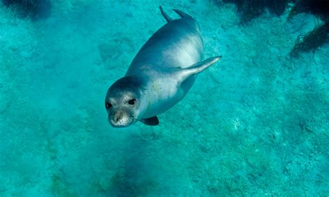 Efforts To Help The Mediterranean Monk Seal Appear To Be Working