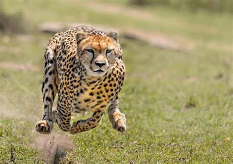 5 Fastest Land Animals On Earth Trivia Genius