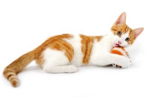 Orange Tabby Cats Facts Lifespan Intelligence Cats Com