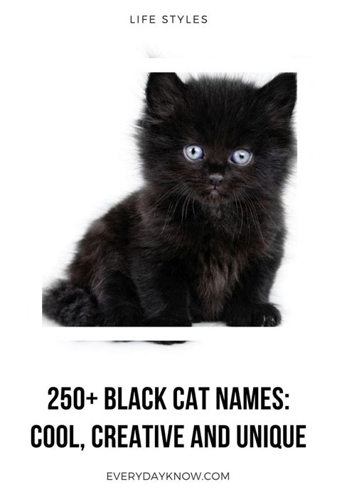 Most popular male cat names. 250+ Black Cat Names: Cool, Creative and Unique | Cat ...