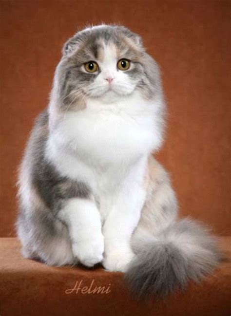 Scottish Fold Longhair Photo By Helmi Cute Cats And Kittens Cats