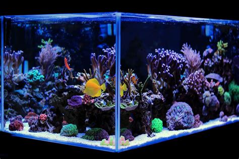 20 Gallon Long Aquarium Stand Diy