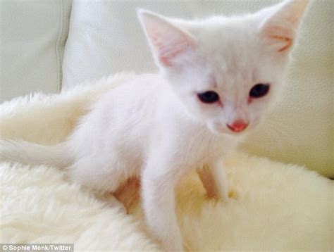 Supermodel Sophie Monk Rescues An Abandoned Kitten Daily Mail Online