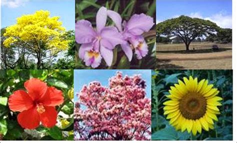 Recursos Naturales La Fauna Y La Flora