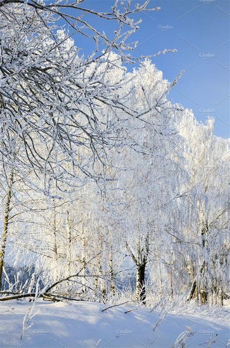 Snow Covered Deciduous Birch Trees Stock Photo Containing Birch And