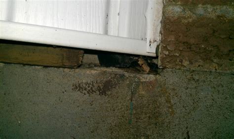 If they do get a foothold on your property and. How Mice Get Into Houses