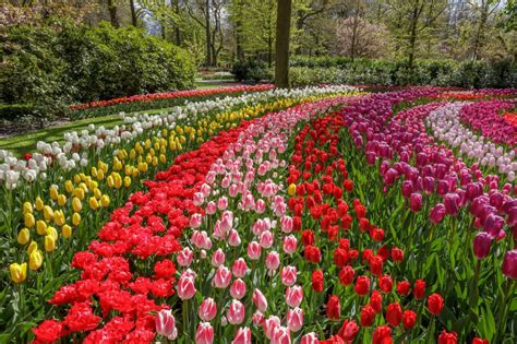 Take A Virtual Tour Of World Famous Tulip Gardens In The Netherlands In