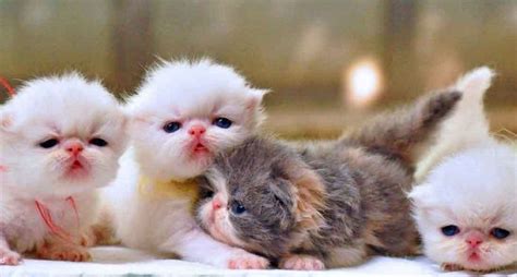 Anak kucing anggora asli yang baru berumur 3. 29+ Gambar Kucing Anggora Lucu Dan Menggemaskan