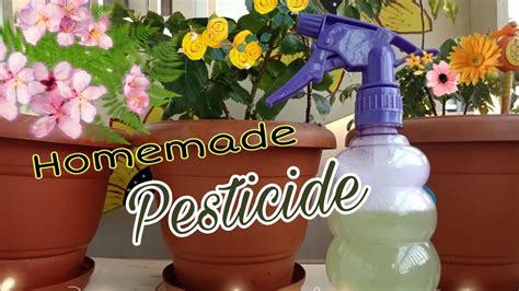 Homemade Pesticide For Your Plants Youtube