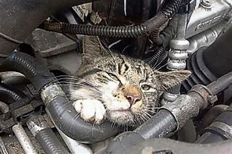 Redshift games is raising funds for kittens in a blender: Miracle kitten survives 20 mile car journey stuck in red ...