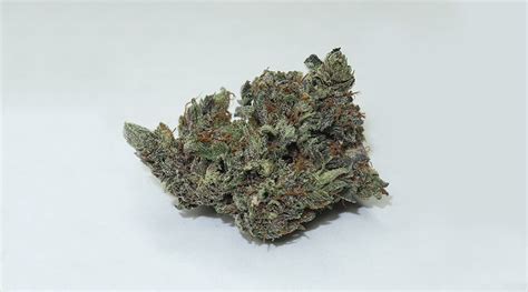 Purple Kush Strain Review The Bud That Changed The Game