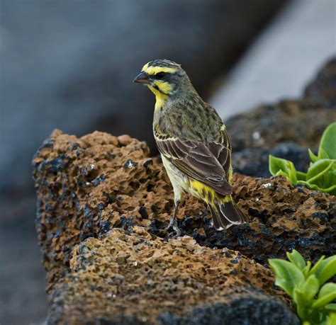 Non Native Birds Of Hawaii Mybirdingjourney