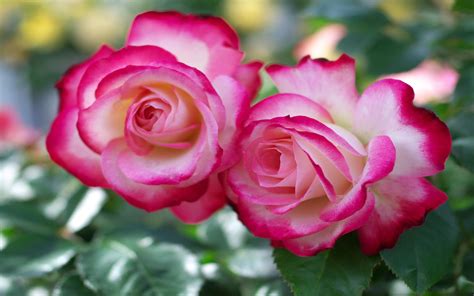 Lovely Roses 1517258