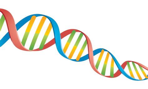 Dna Strand Vector Design Images Vector Illustration Of A Double Helix
