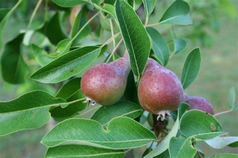 Maybe you would like to learn more about one of these? Gardening in the Heart of Virginia: Fire Blight in Pear Trees