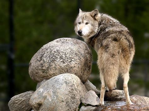 Wolf Nature Animals Wallpapers Hd Desktop And Mobile Backgrounds