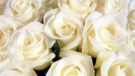 White Roses Wallpapers Desktop Backgrounds Wallpaper Cave