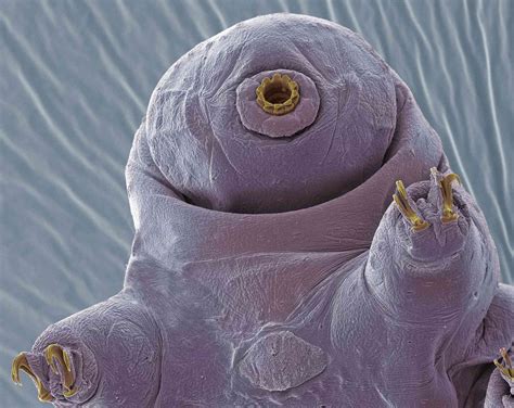 10 Facts About Tardigrades