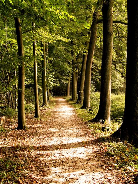 Forest Path Free Photo Download Freeimages
