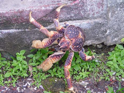 12 Cracking Facts About Coconut Crabs Fact City