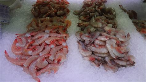 Frozen Shrimp Prawn Manufacturers Buying Guides Frozen Shrimp