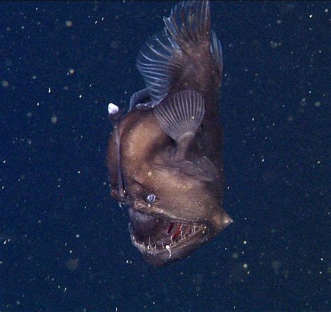 Rare ‘black Seadevil Anglerfish Caught On Film In Monterey Bay