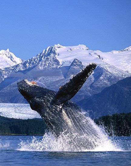 Breaching Whale Save The Whales Background Hd Wallpaper