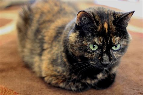 Dec 19, 2020 · the weight of tortoiseshell cats depends on the breed. What Is A Tortoiseshell Cat Breed? | CBWP | Tortoise shell ...