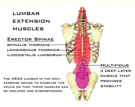 Know Your Back Muscles 1 Lumbar Extension Muscles Lower Back