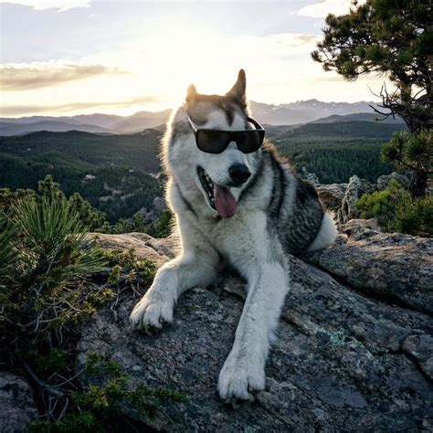 The big and interesting points. Loki The Wolf Dog Is Your New Favorite Adventure Buddy