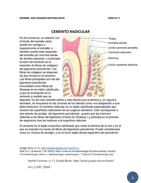 Cemento Radicular Sintesis NOMBRE JOSE EDUARDO RENTERIA ORTIZ TAREA