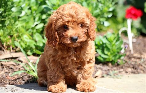 Maybe you would like to learn more about one of these? Cavapoo Puppies For Sale | Puppy Adoption | Keystone ...