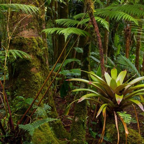 Tropical Rainforest Plants Facts