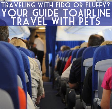 Procedure for the air carriage of pets in russia and abroad. Your Guide To Airline Travel With Pets - The Wonder Luster
