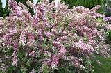 Images of Flowering Shrubs That Like Shade
