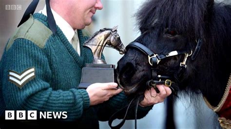 A Regiments Retired Shetland Pony Mascot Has Died At The Age Of 30