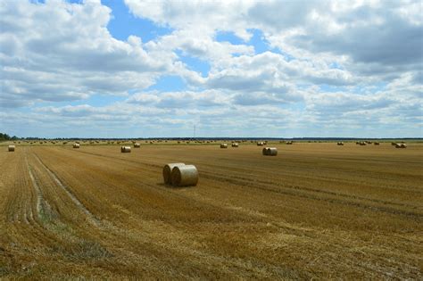 download free photo of wheat field agriculture harvesting straw from