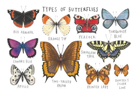 Types Of Butterflies Greetings Card